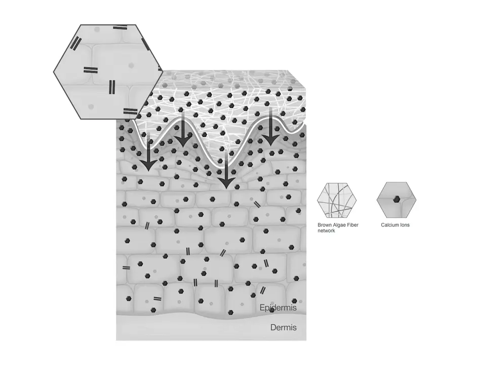 Stimulation of Aquaporin (Water Channel) Re-production​