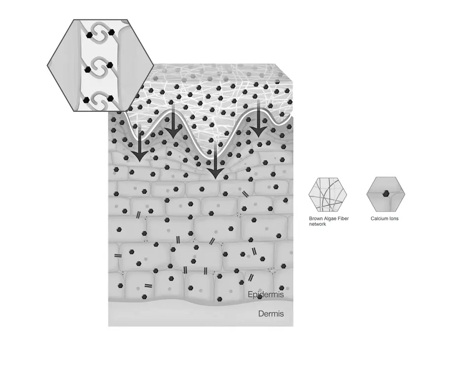 Strengthening of Cell-to-Cell Attachment​