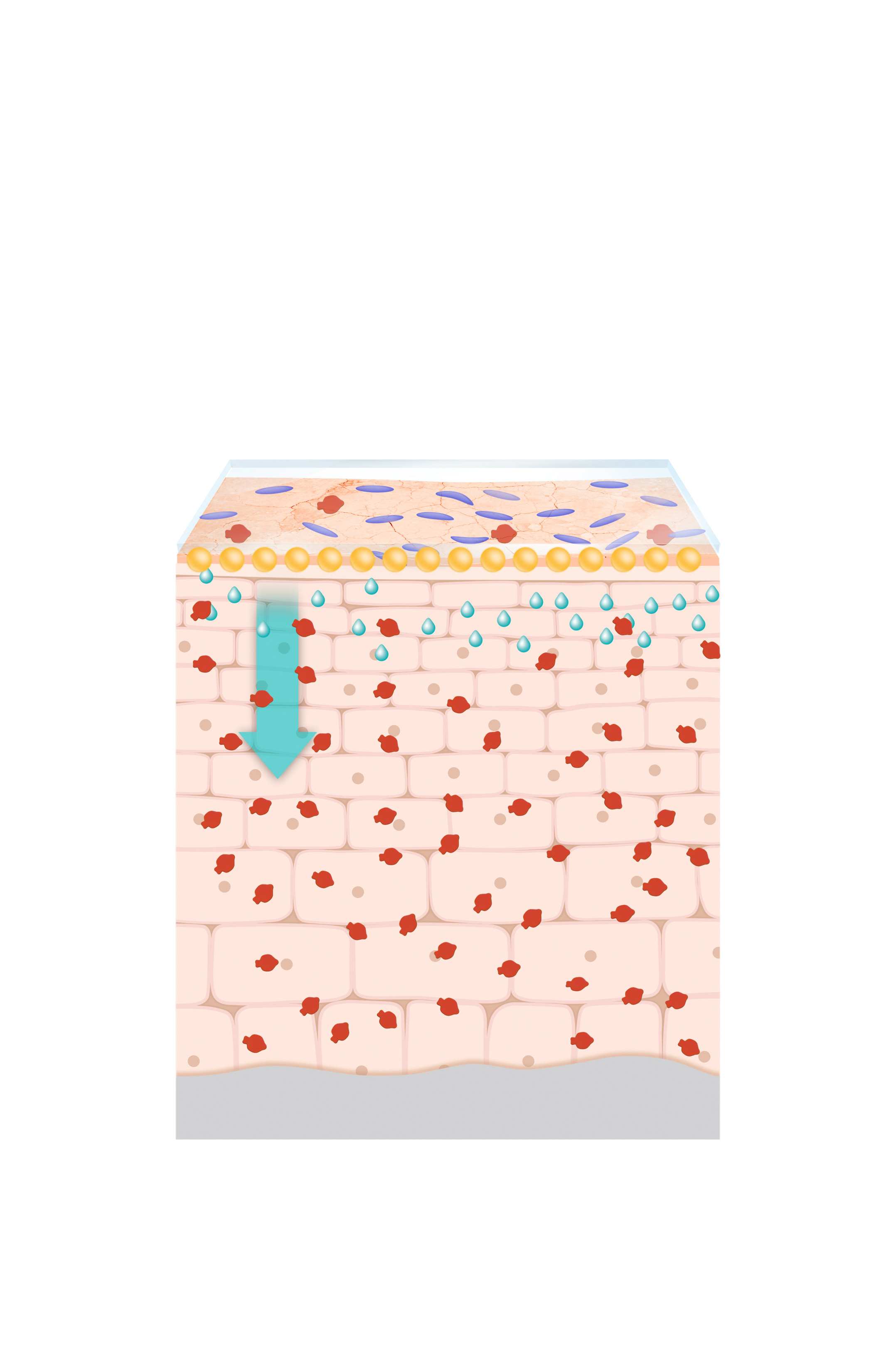 Increased skin barrier function